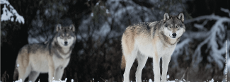 John Marriott and The Kootenay Wolves