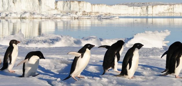 6 penguins waddling through snow